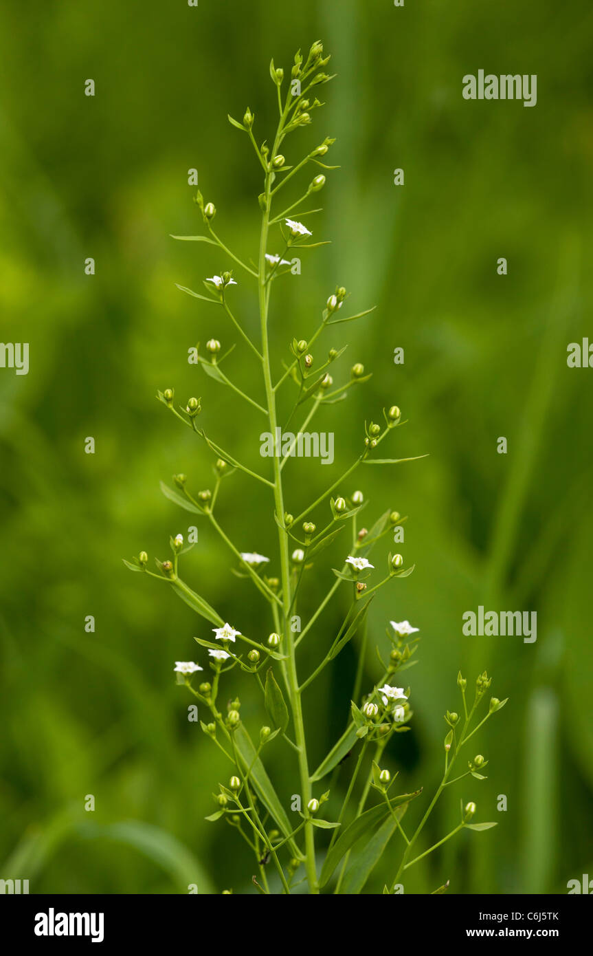 A Bastard Toadflax Thesium Linophyllon Semi Parasite In Grassland Slovenia Stock Photo Alamy