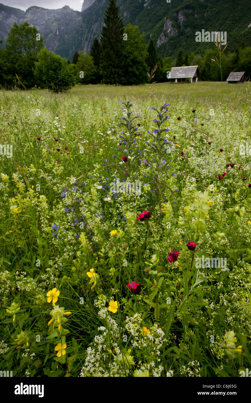 Flowery species-rich hay meadow with Carthusian Pink, viper's bugloss, ox-eye daisy, Bohinj, Triglav National Park, Julian Alps Stock Photo