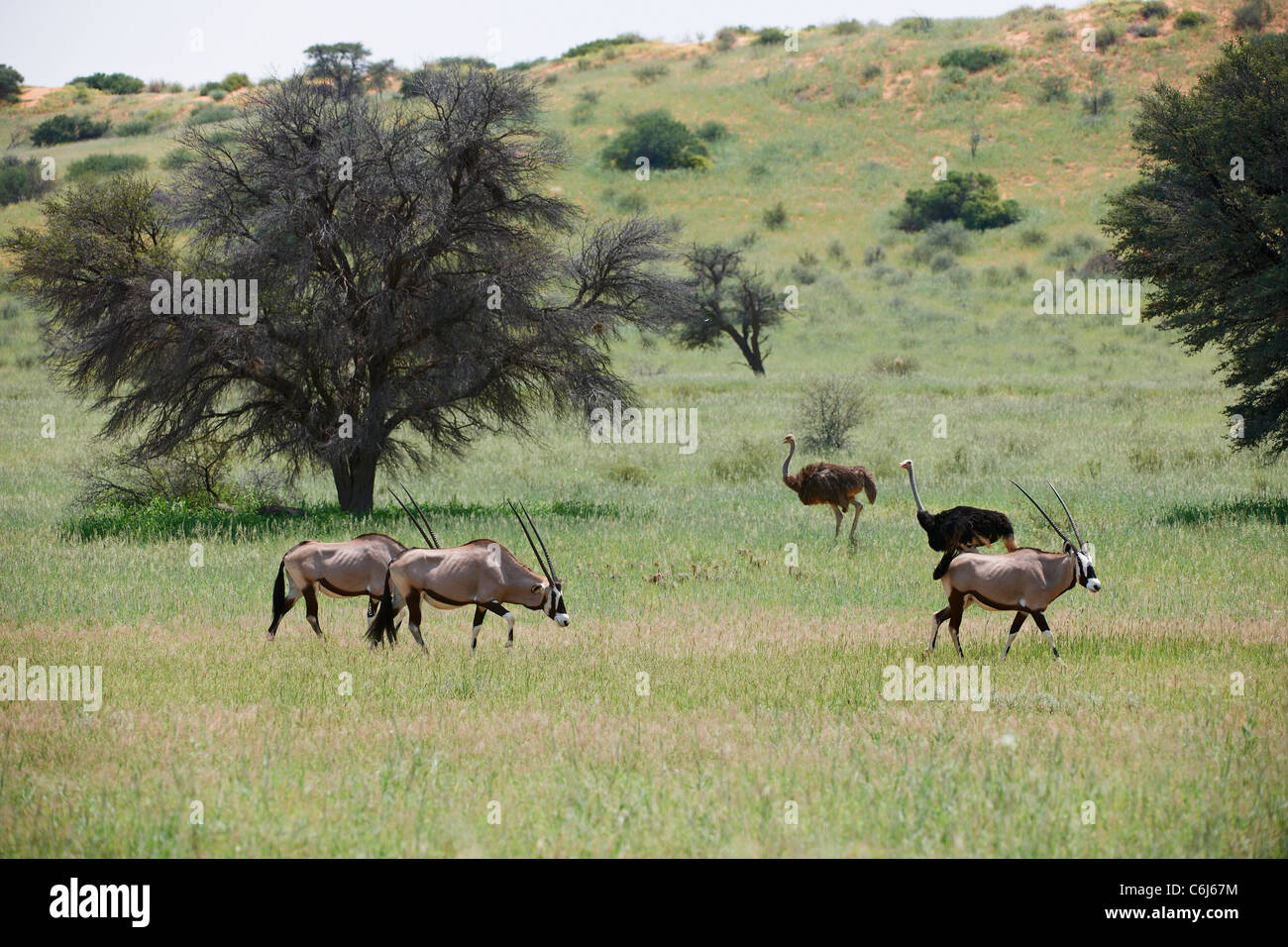 Gemsbok or Oryx, Oryx gazella, Kgalagadi Transfrontier Park, South Africa, Africa Stock Photo