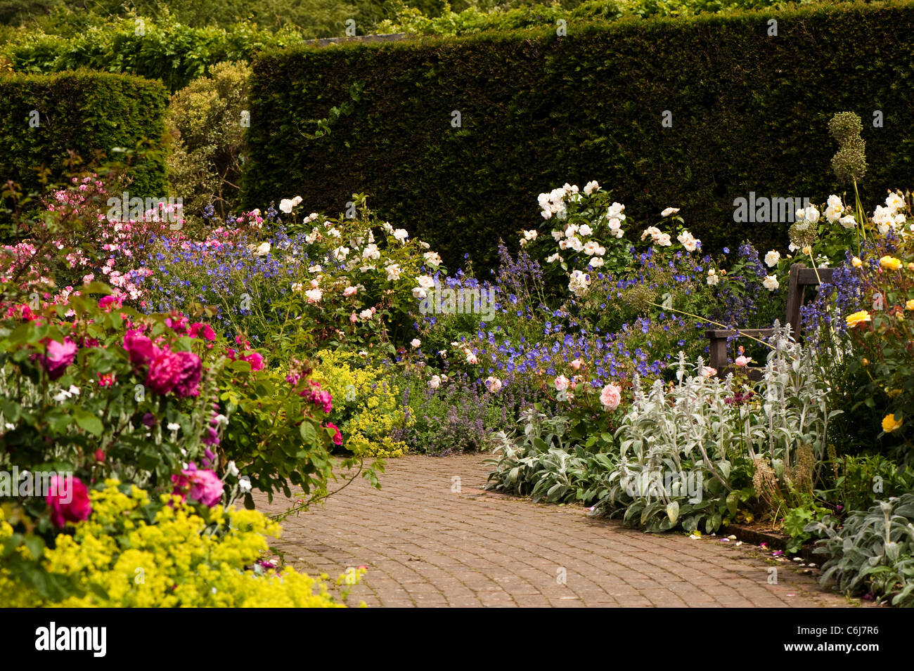 The Shrub Rose Garden at RHS Rosemoor in June, Devon, England, United Kingdom Stock Photo