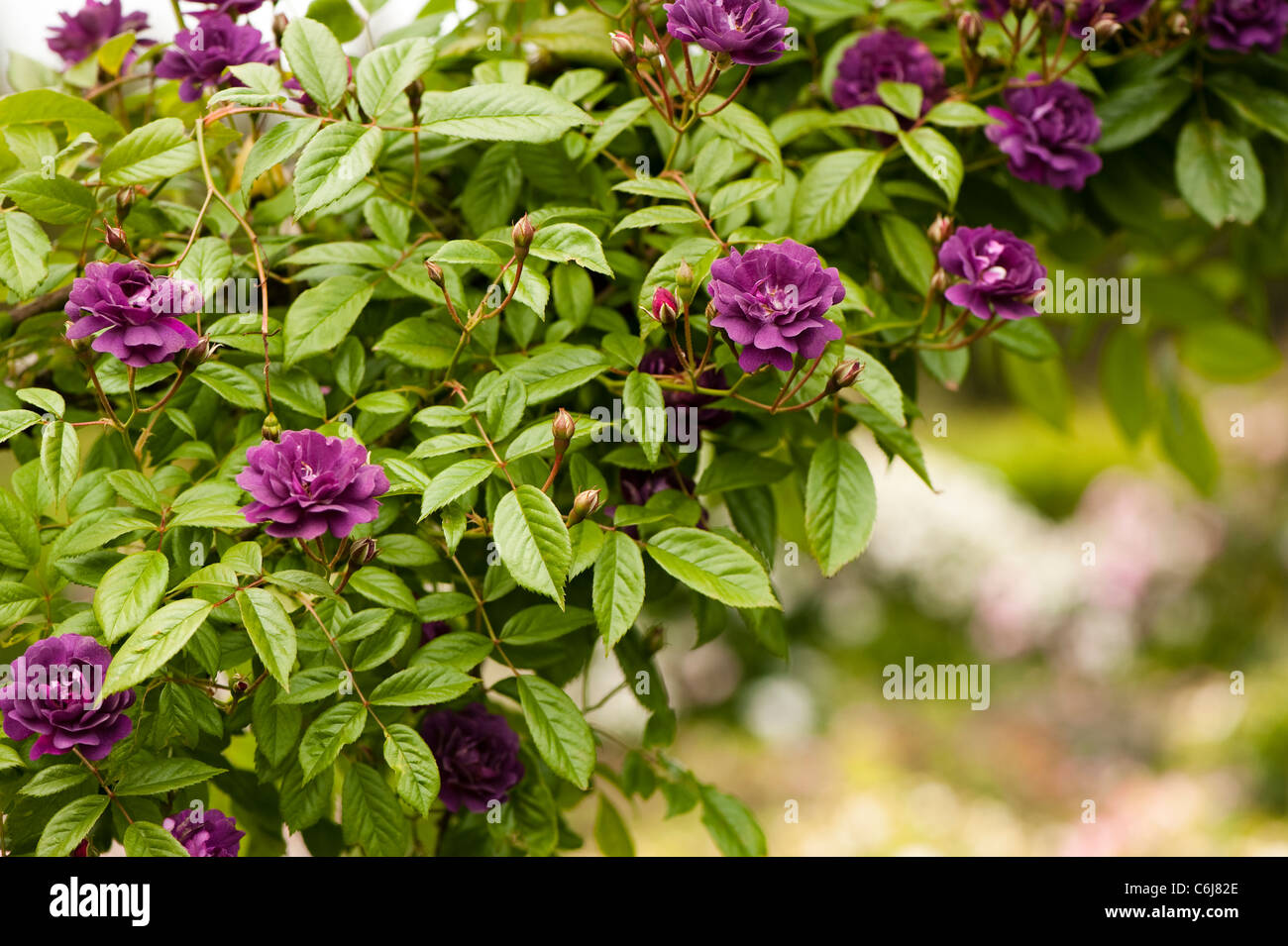 Rosa ‘Violette’ in flower Stock Photo