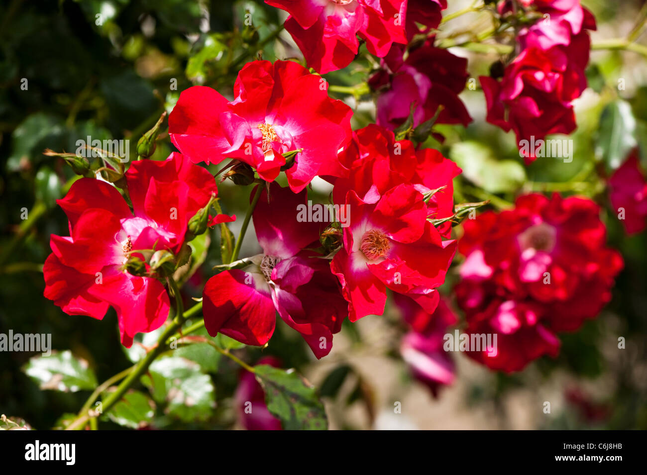 Rosa ‘Dortmund’ in flower Stock Photo Alamy
