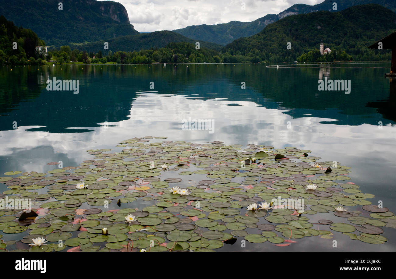 Lake Bled, with White Water-lilies in foreground, Julian Alps, Slovenia. Stock Photo