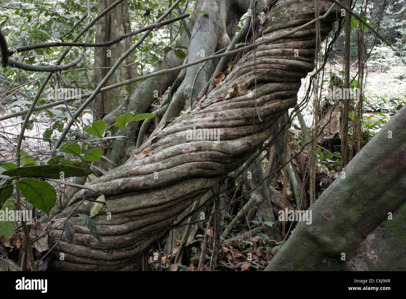 Large liana in coastal rainforest, Cameroon. Stock Photo