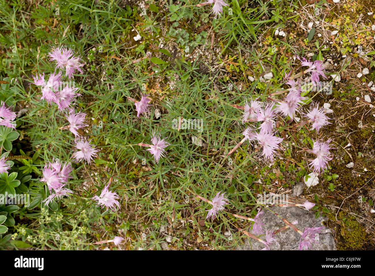 Sternberg's Pink, Dianthus sternbergii - uncommon eastern Alps species, Julian Alps, Slovenia. Stock Photo