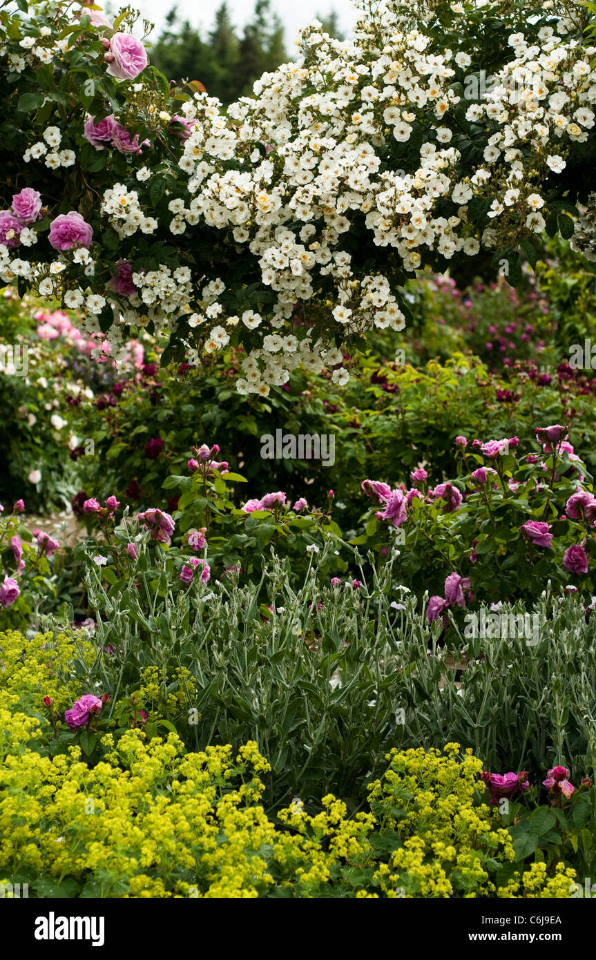The Shrub Rose Garden in June, RHS Rosemoor, Devon, England, United Kingdom Stock Photo