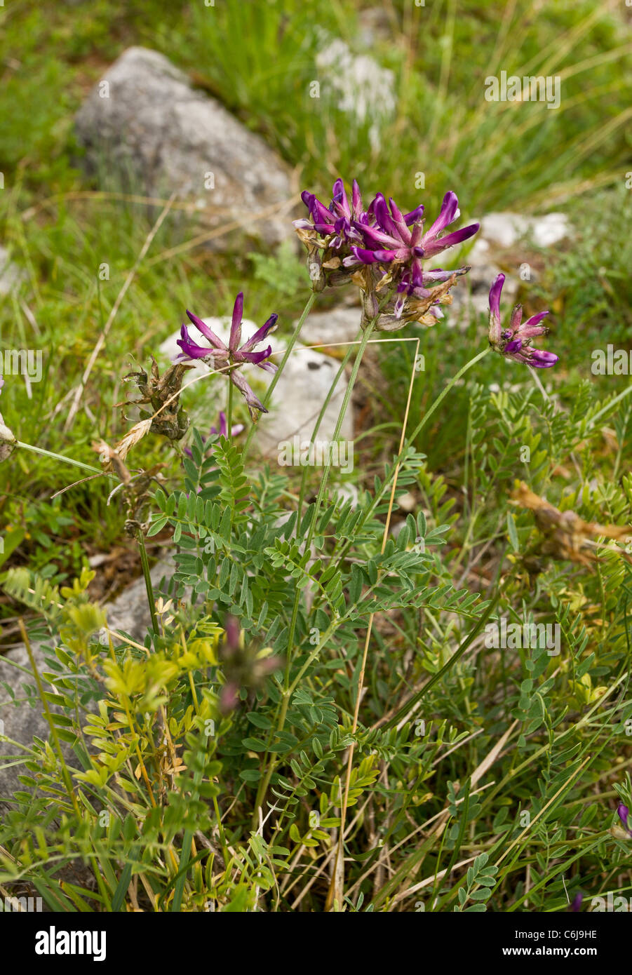 Carnic Milk-vetch, Astragalus carniolicus, Julian Alps; Slovenia. Stock Photo