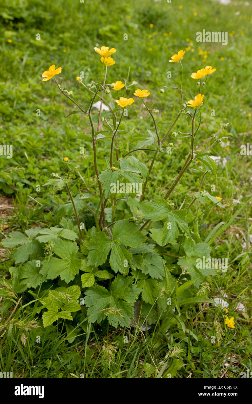 Woolly buttercup, Ranunculus lanuginosus, Slovenia. Stock Photo
