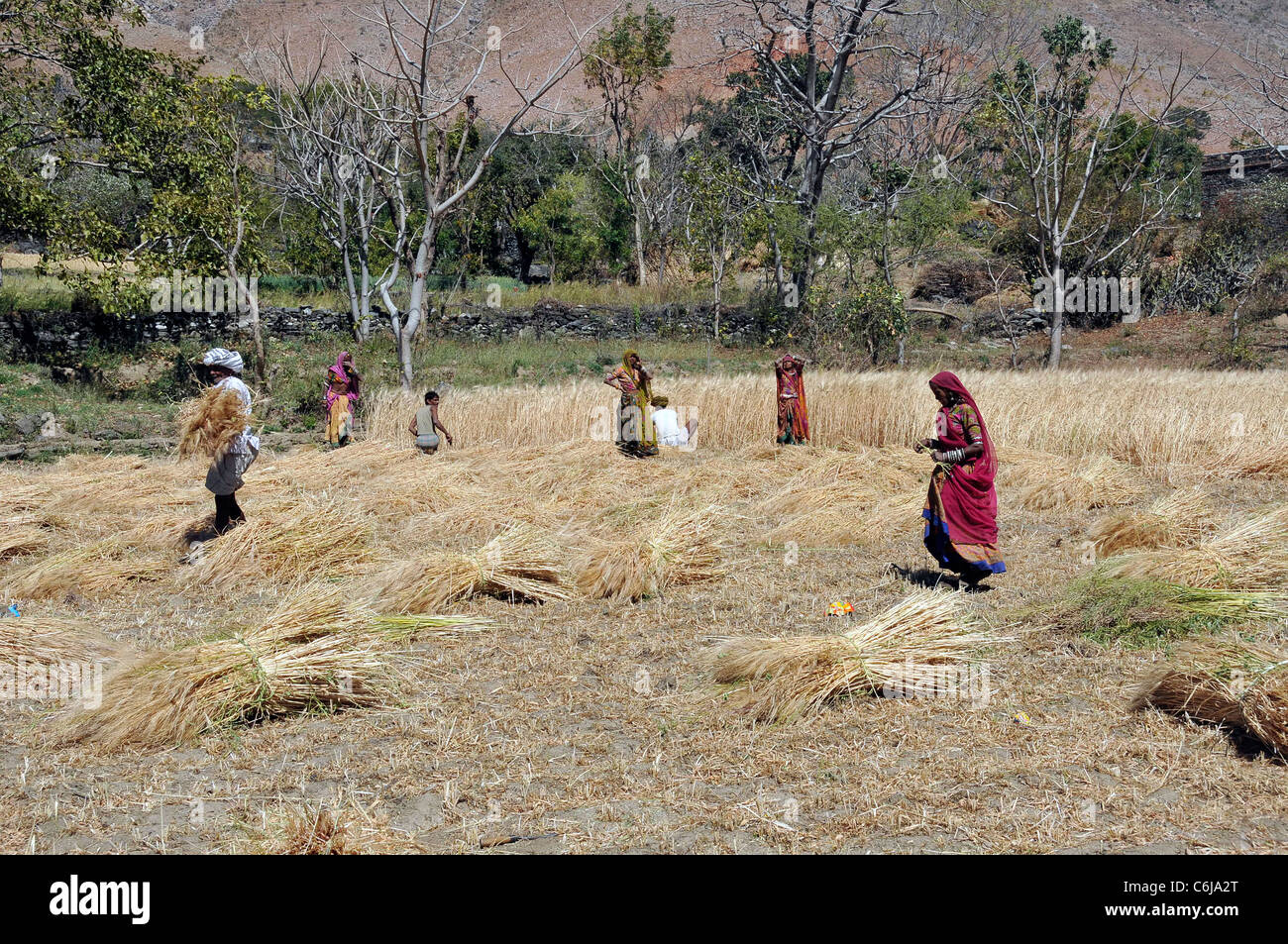 Villagers cutting wheat Aravalli Hills Rajasthan India Stock Photo