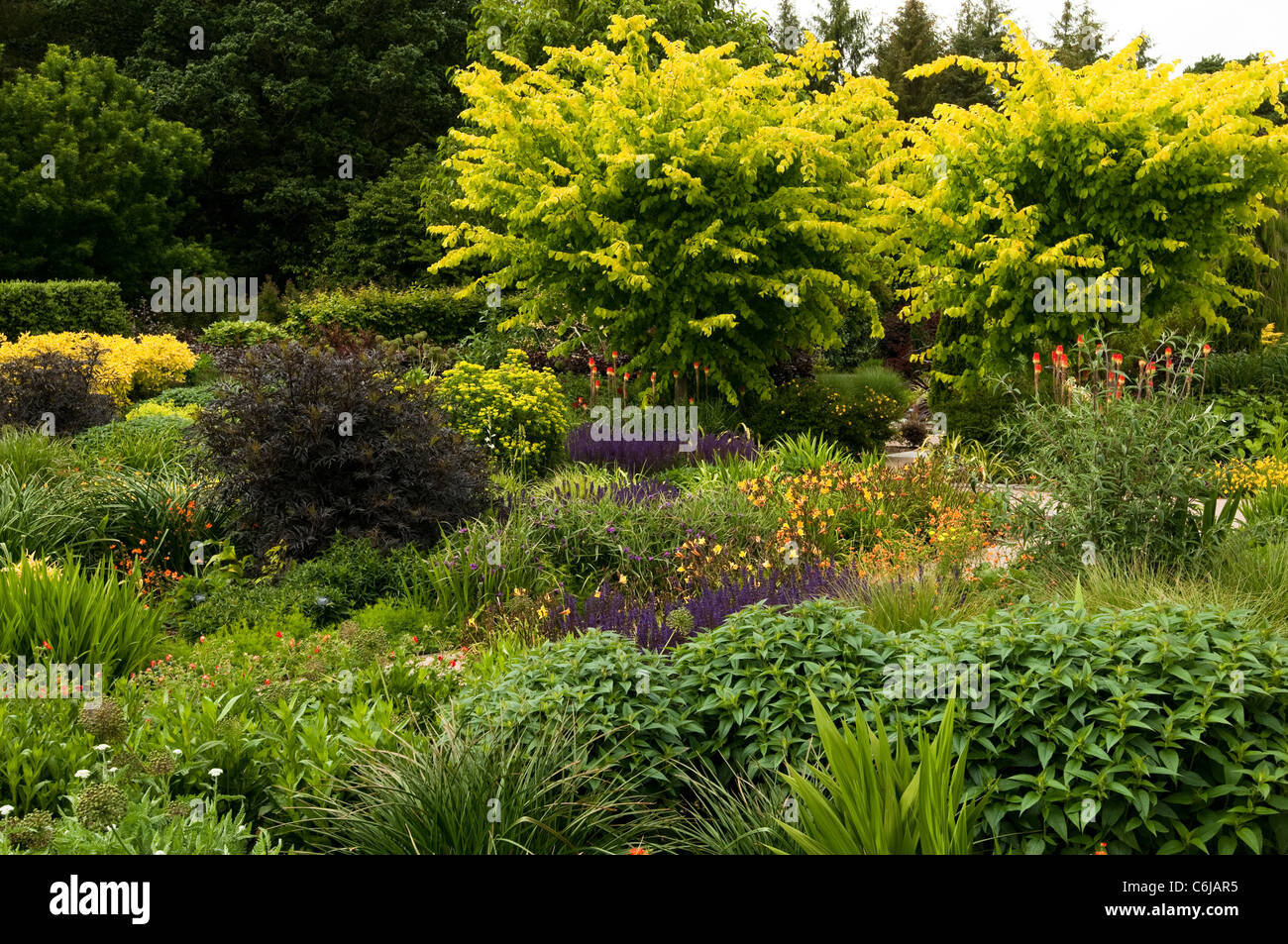 The Hot Garden in June, RHS Rosemoor, Devon, England, United Kingdom Stock Photo