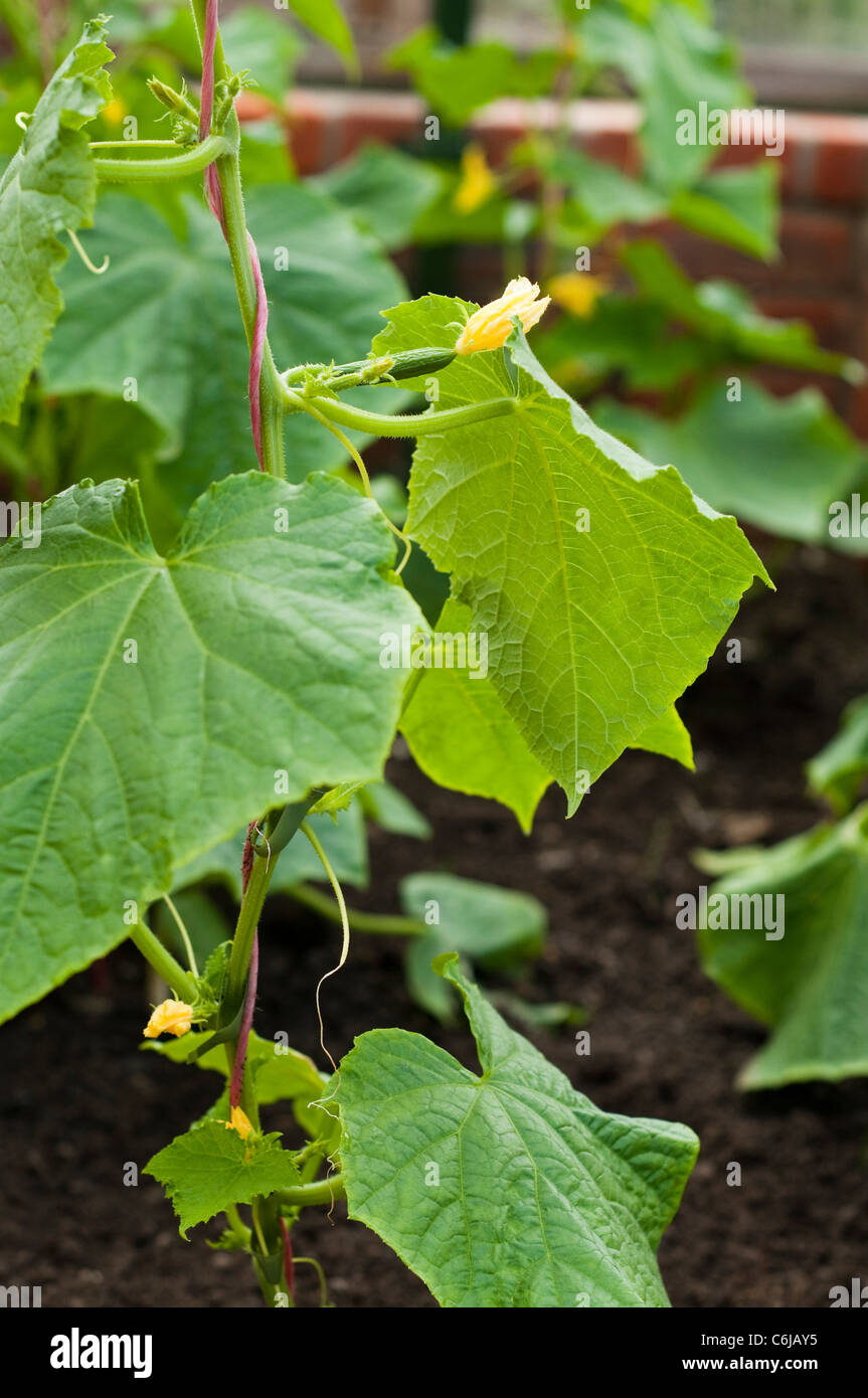 Cucumis sativus leaf hi-res stock photography and images - Alamy