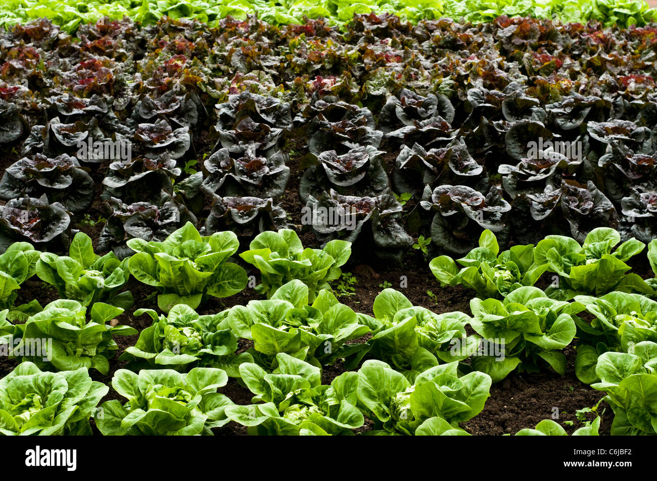 Lettuce, Lactuca sativa 'Little Gem', 'Pandero', and 'Mottistone' (front to back) Stock Photo