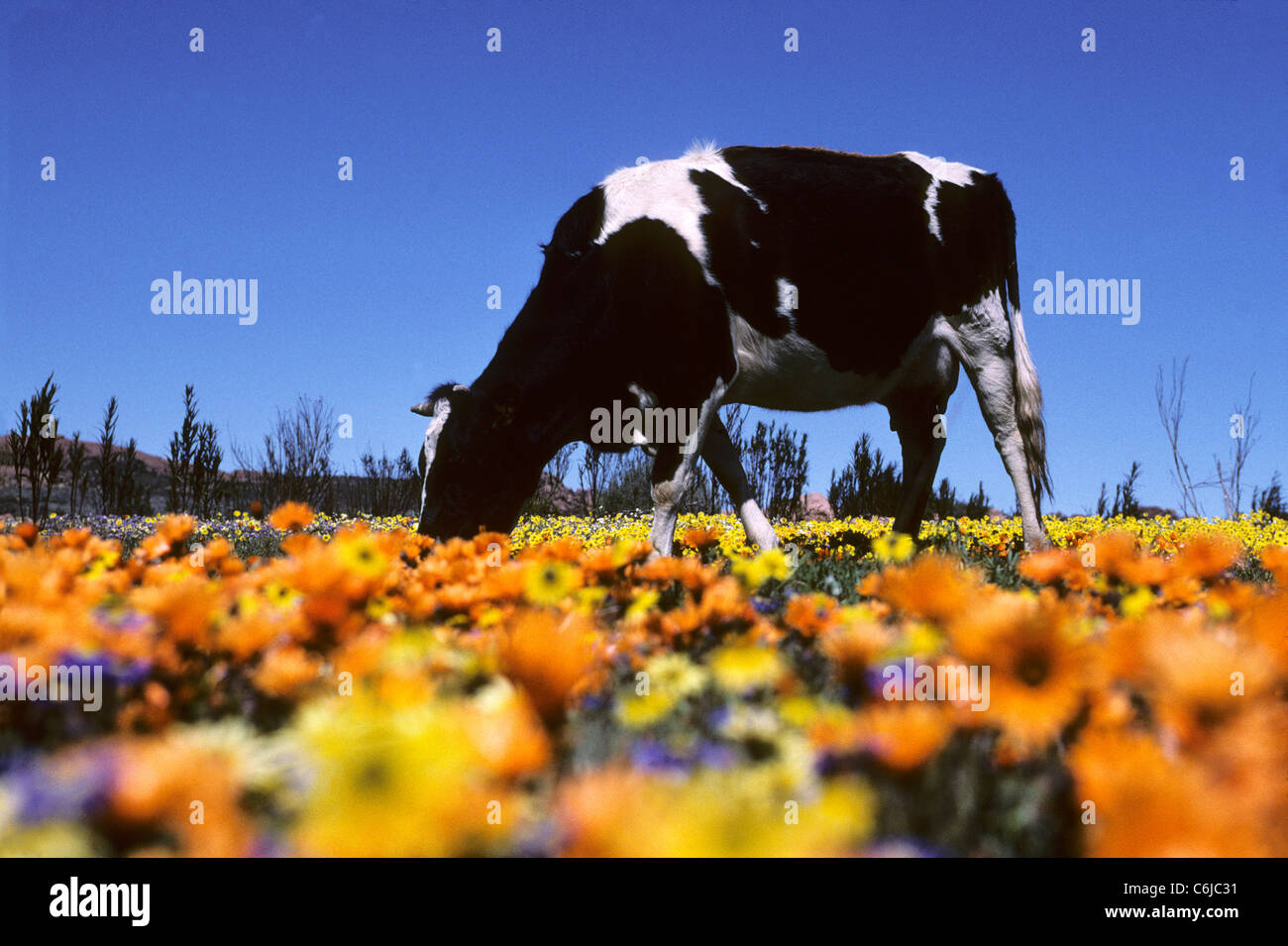 Cow grazing amongst Namaqua wild flowers (Dimorphotheca sinuata, Orsinia cakilefolia, Felicia australis) Stock Photo