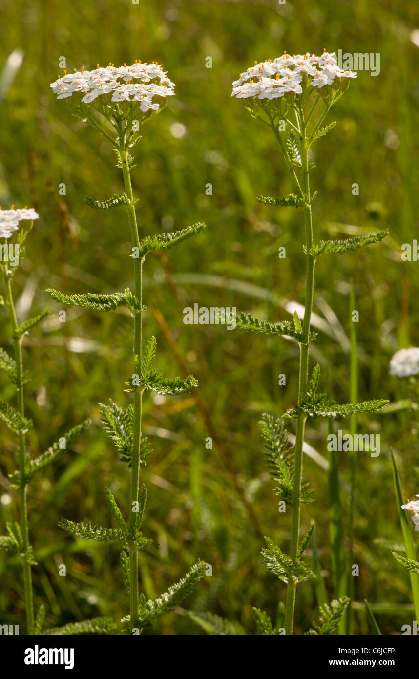 Yarrow, Achillea millefolium in flower. Stock Photo