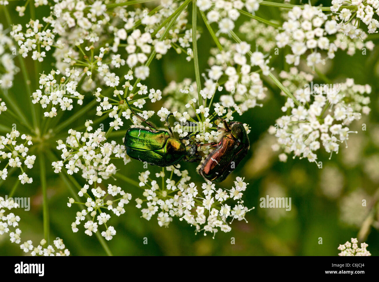 Rose chafer, Cetonia aurata feeding on umbellifer flowers; Slovenia. Stock Photo