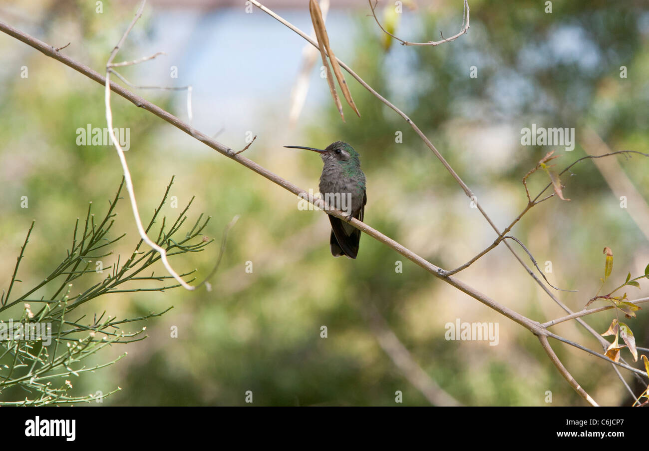Hummingbird, Arizona, USA Stock Photo