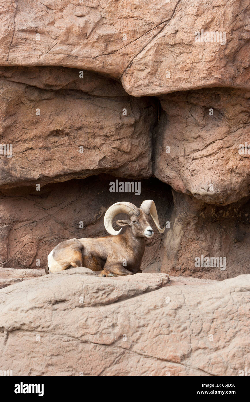 Bighorn sheep (Ovis canadensis), Arizona, USA Stock Photo