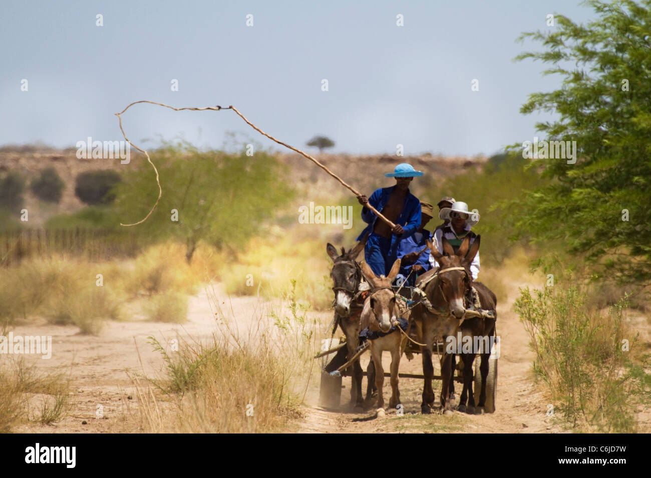 Donkey cart in the Kalahari with a man wielding a whip to urge the donkeys forwards Stock Photo