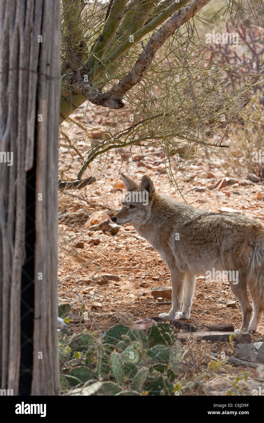 Mexican Grey Wolf, Arizona, USA Stock Photo