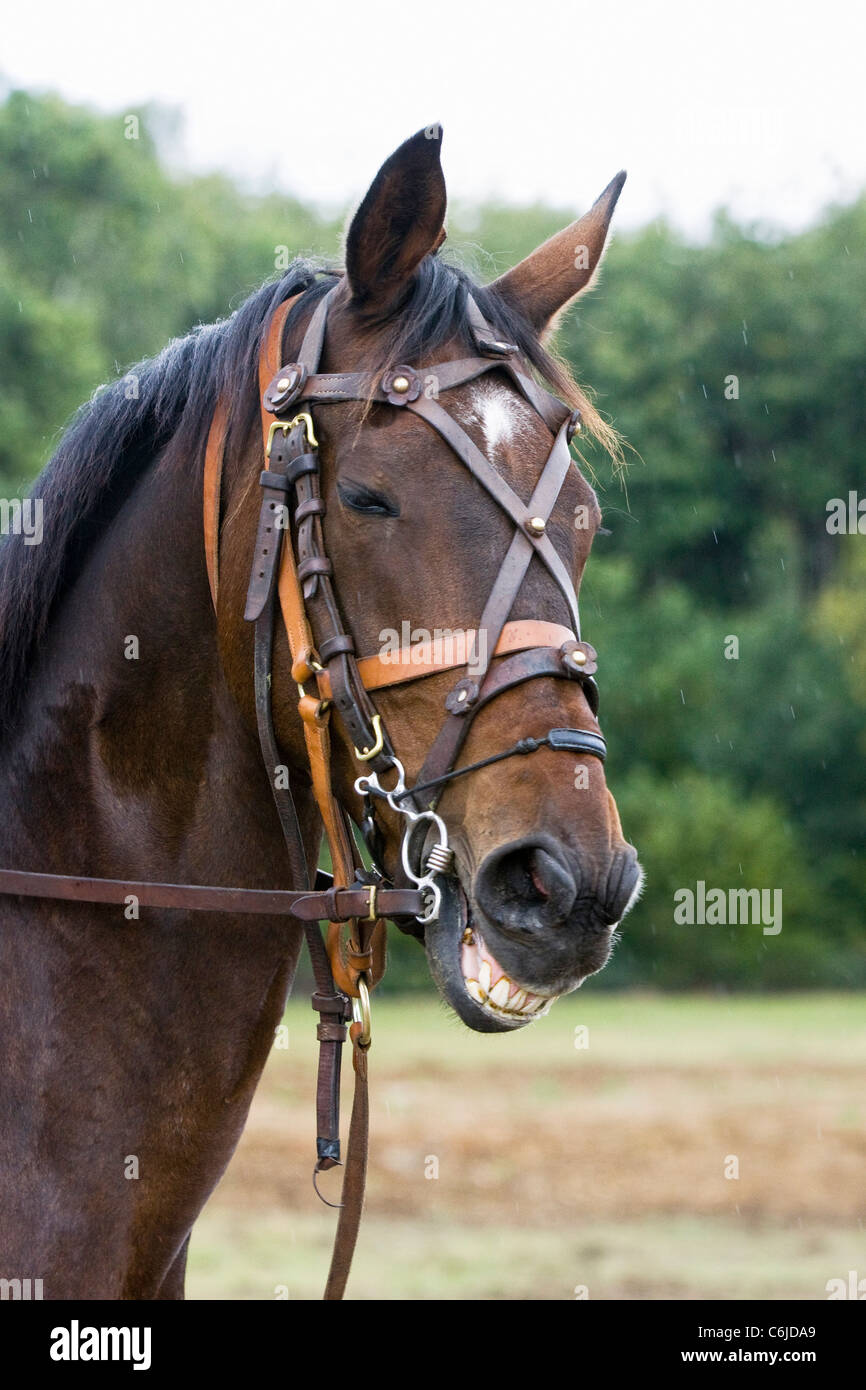 A Thoroughbred Horse Laughing showing off his big Teeth Funny Stock Photo