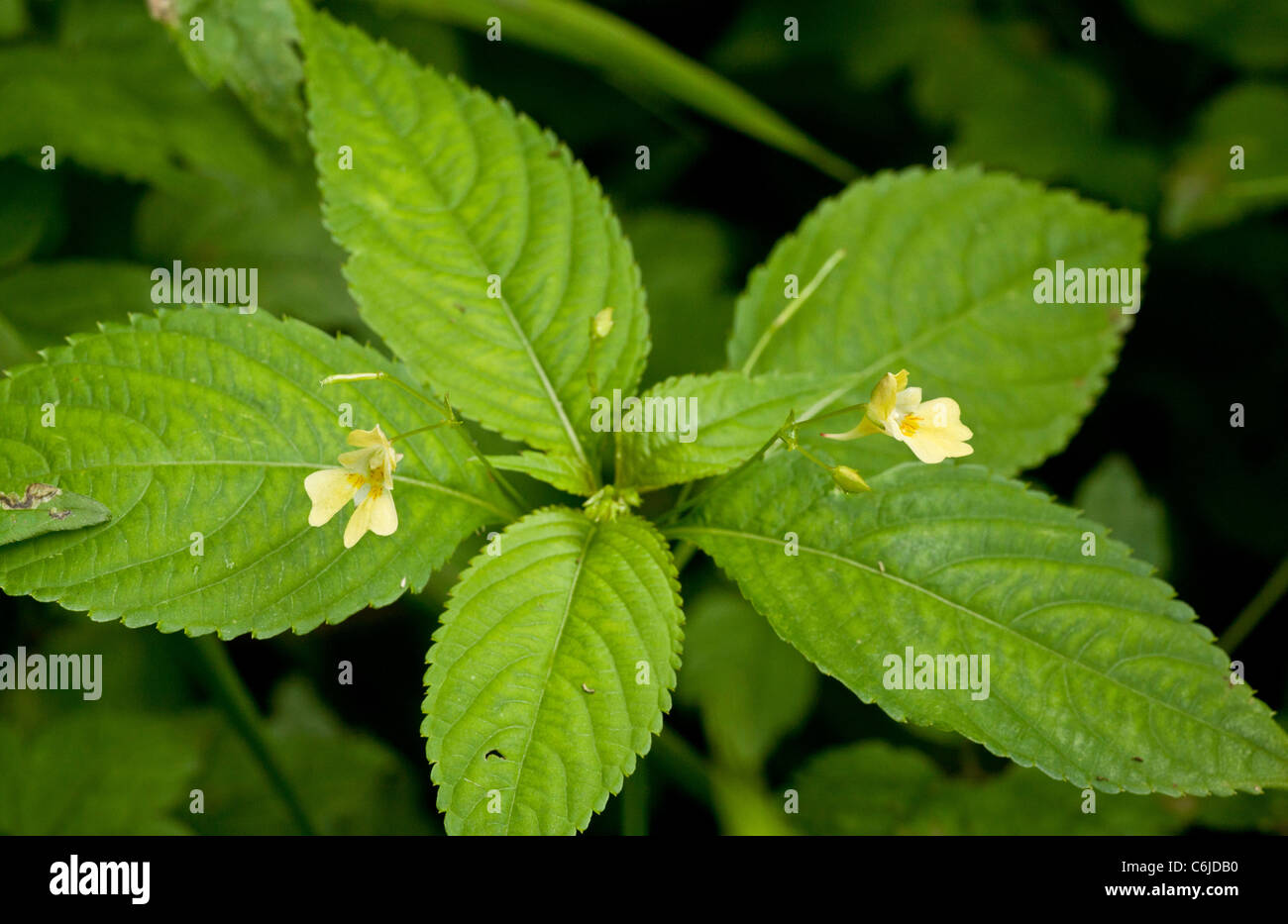 Small-flowered Balsam, Impatiens parviflora in flower, Slovenia. Stock Photo