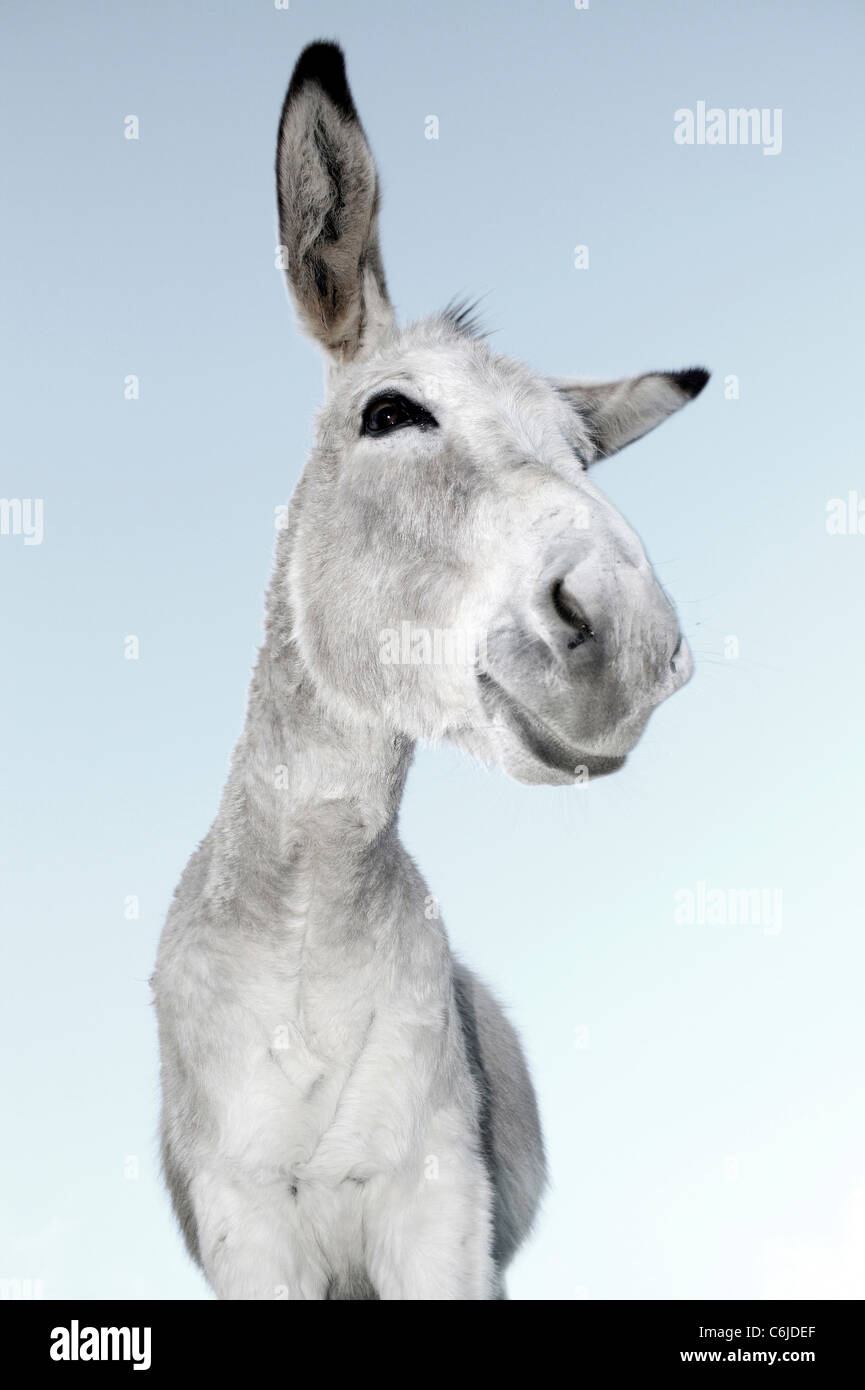 Low-angle donkey portrait Stock Photo