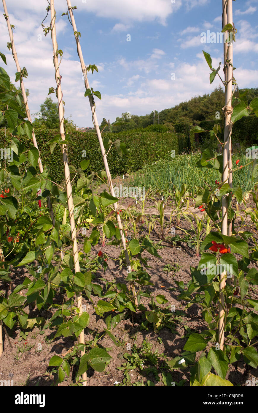 View of an allotment and runner beans 'Armstrong', South Yorkshire, England. Stock Photo