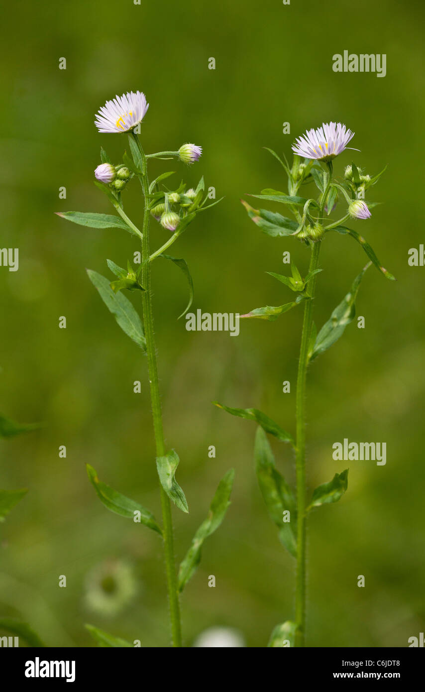 An introduced Michaelmas Daisy, Erigeron annuus, Slovenia. Stock Photo