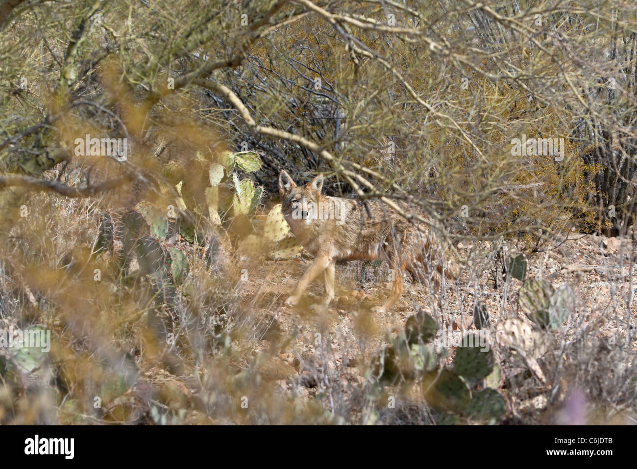 Mexican Grey Wolf, Arizona, USA Stock Photo