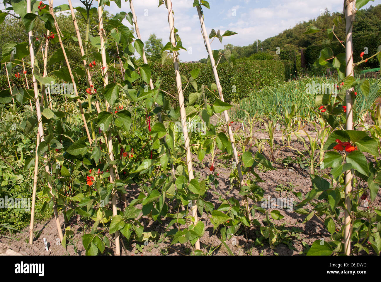 View of an allotment and runner beans 'Armstrong', South Yorkshire, England. Stock Photo