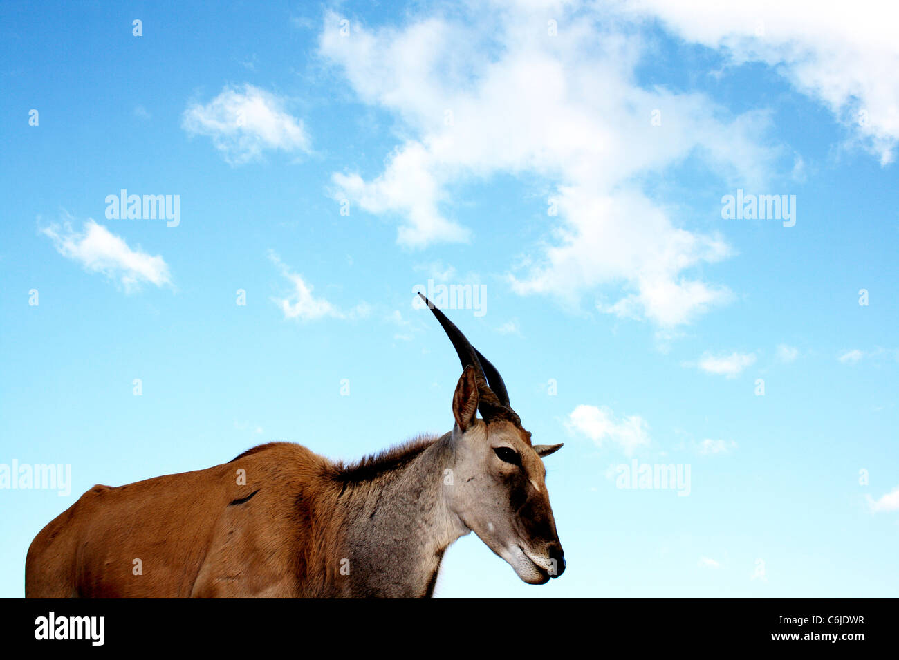 Portrait of an eland Stock Photo