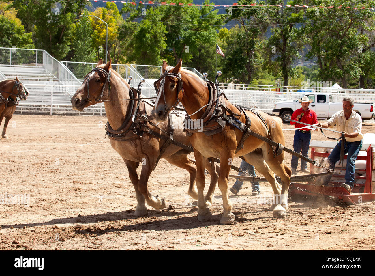A draft horse team attempts to pull a weighted sled in a horse pull