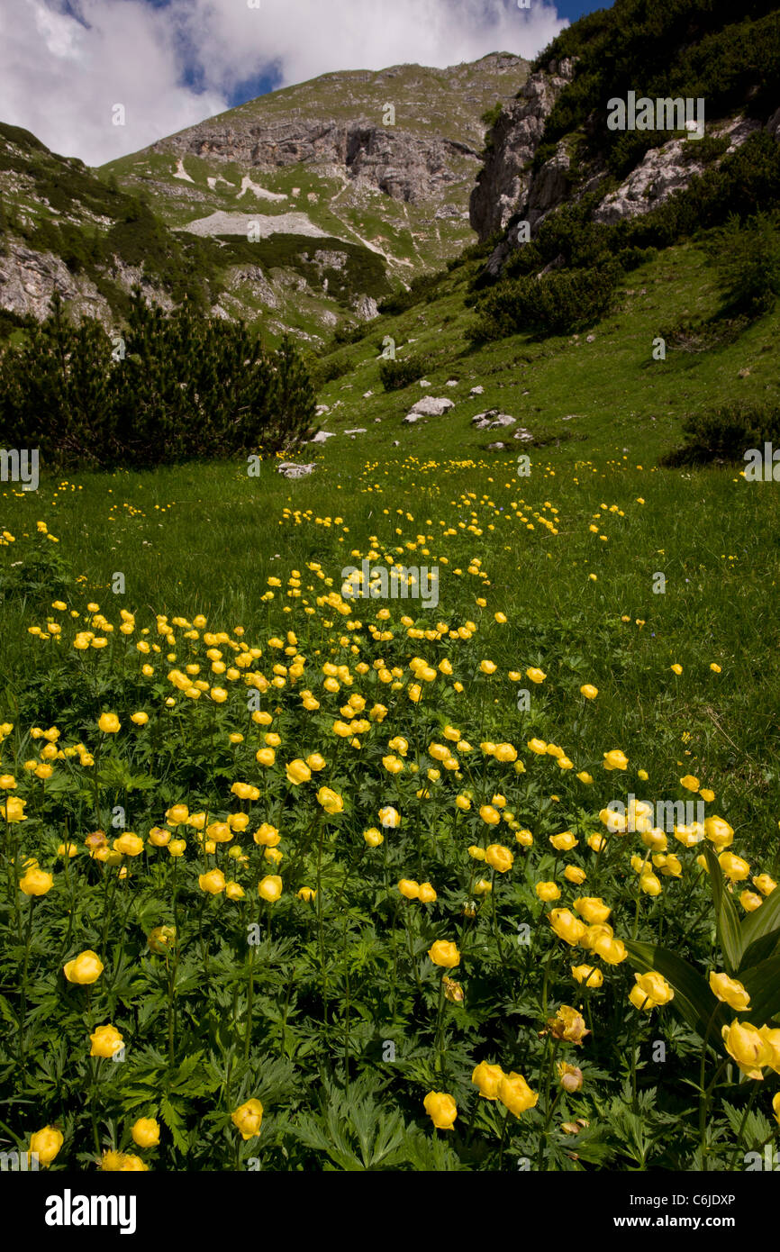 Mass of Globe Flowers in meadows, high on Mount Triglav, Julian Alps, Slovenia. Stock Photo
