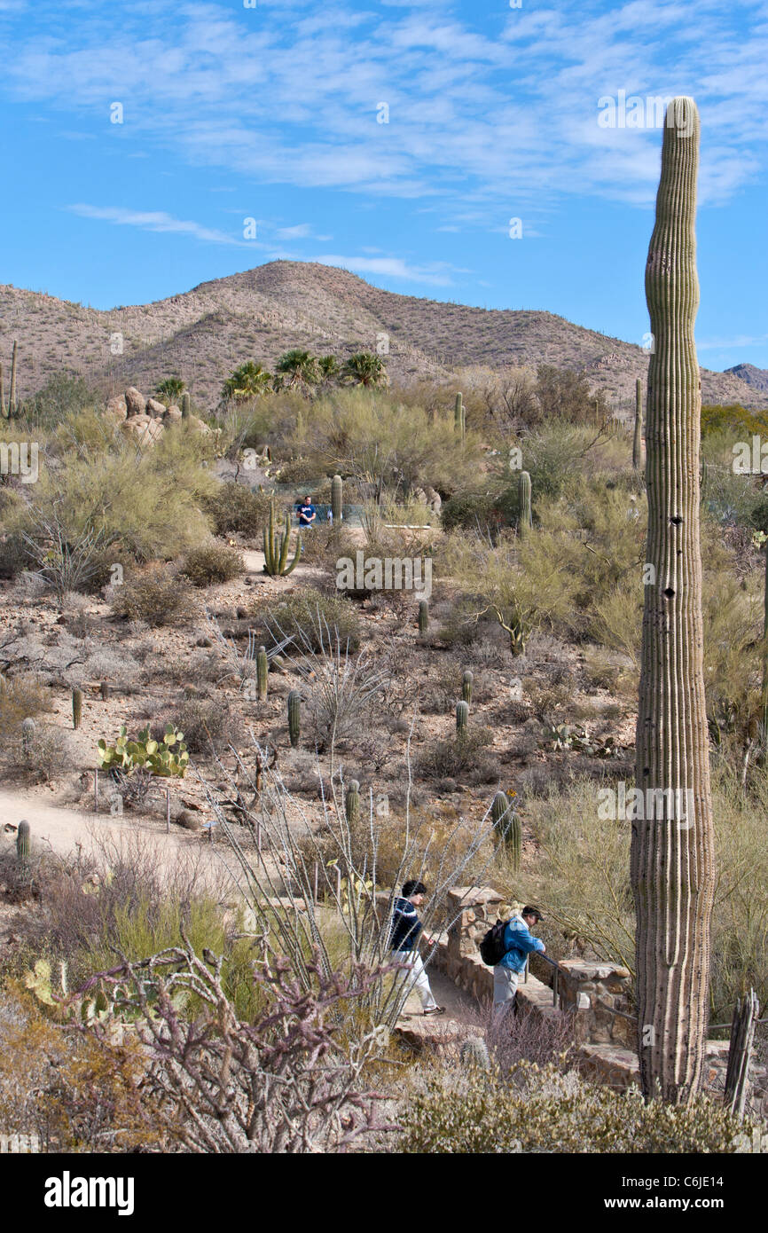 Desert Museum landscape, Tucson, Arizona, USA Stock Photo