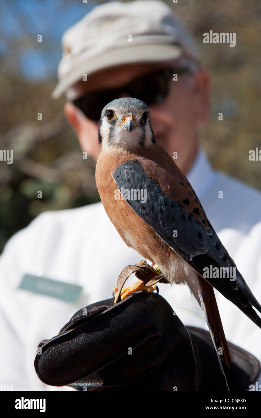 Falcon sitting on handler's hand, Arizona, USA Stock Photo