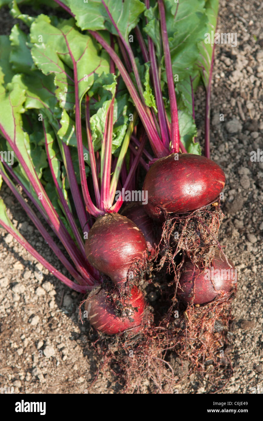 Freshly picked beetroot on a South Yorkshire allotment. Stock Photo