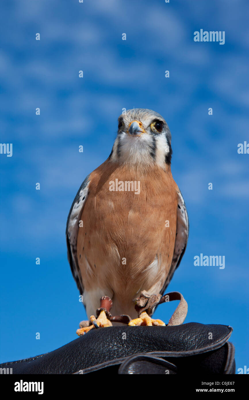 Falcon sitting on handler's hand, Arizona, USA Stock Photo