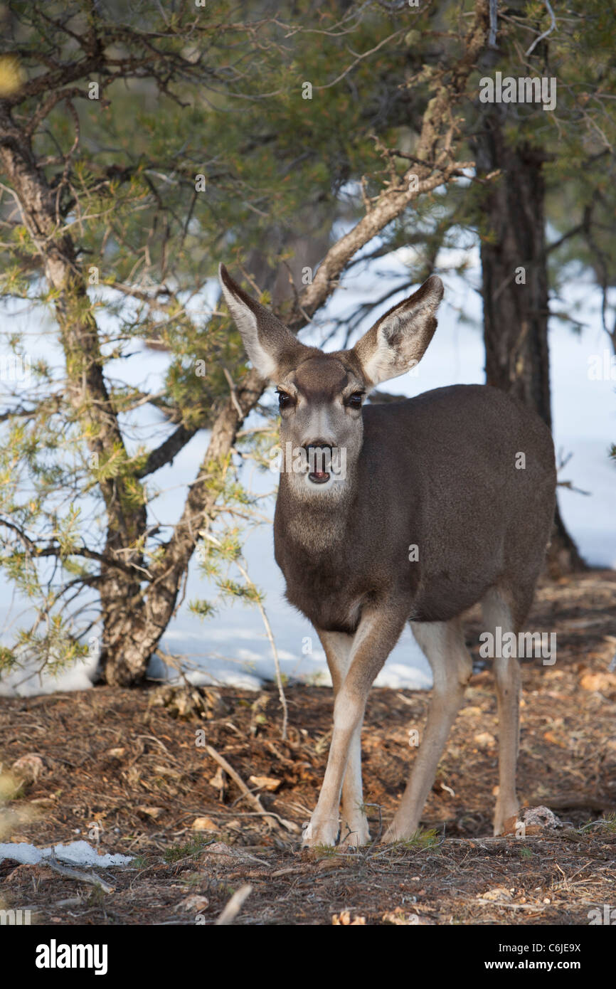 Wild deer in the Grand Canyon National Park, Arizona, USA Stock Photo