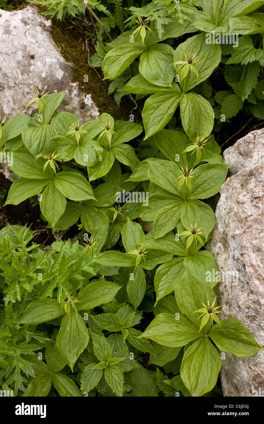 Group of Herb Paris, Paris quadrifolia in limestone crevice, Slovenia. Stock Photo