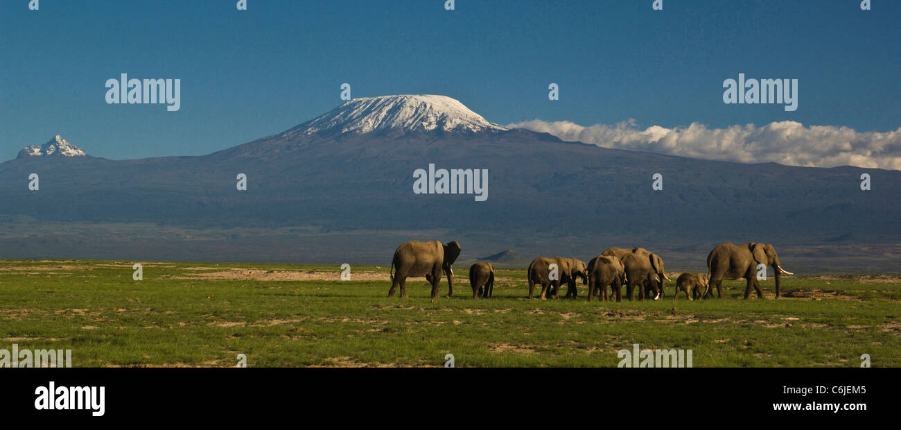 A herd of African elephants with the snow-capped Kibo peak of Mount Kilimanjaro in the background. Stock Photo