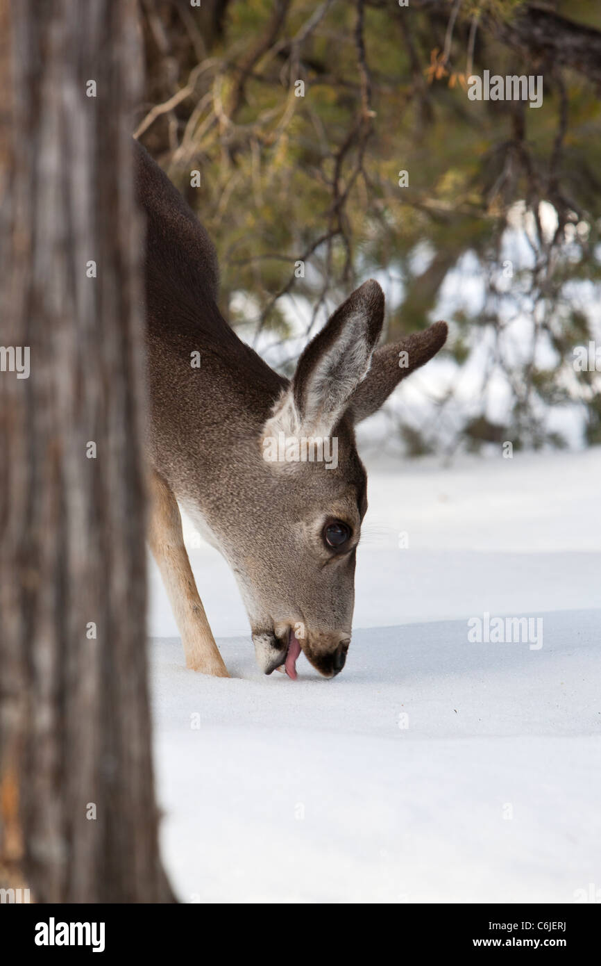 Wild deer licking snow in the Grand Canyon National Park, Arizona, USA Stock Photo