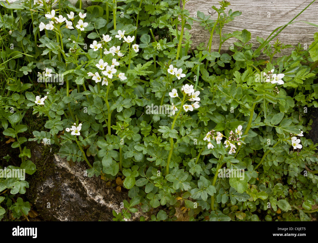 Large Bitter-cress, Cardamine amara in flower, in damp flushed area; Slovenia. Stock Photo