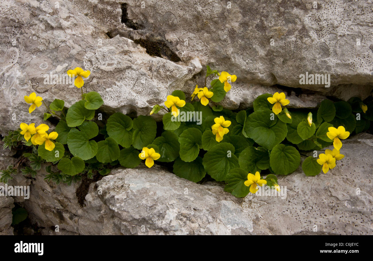 Yellow Wood-violet, Viola biflora in limestone crevice, Triglav, Slovenia. Stock Photo