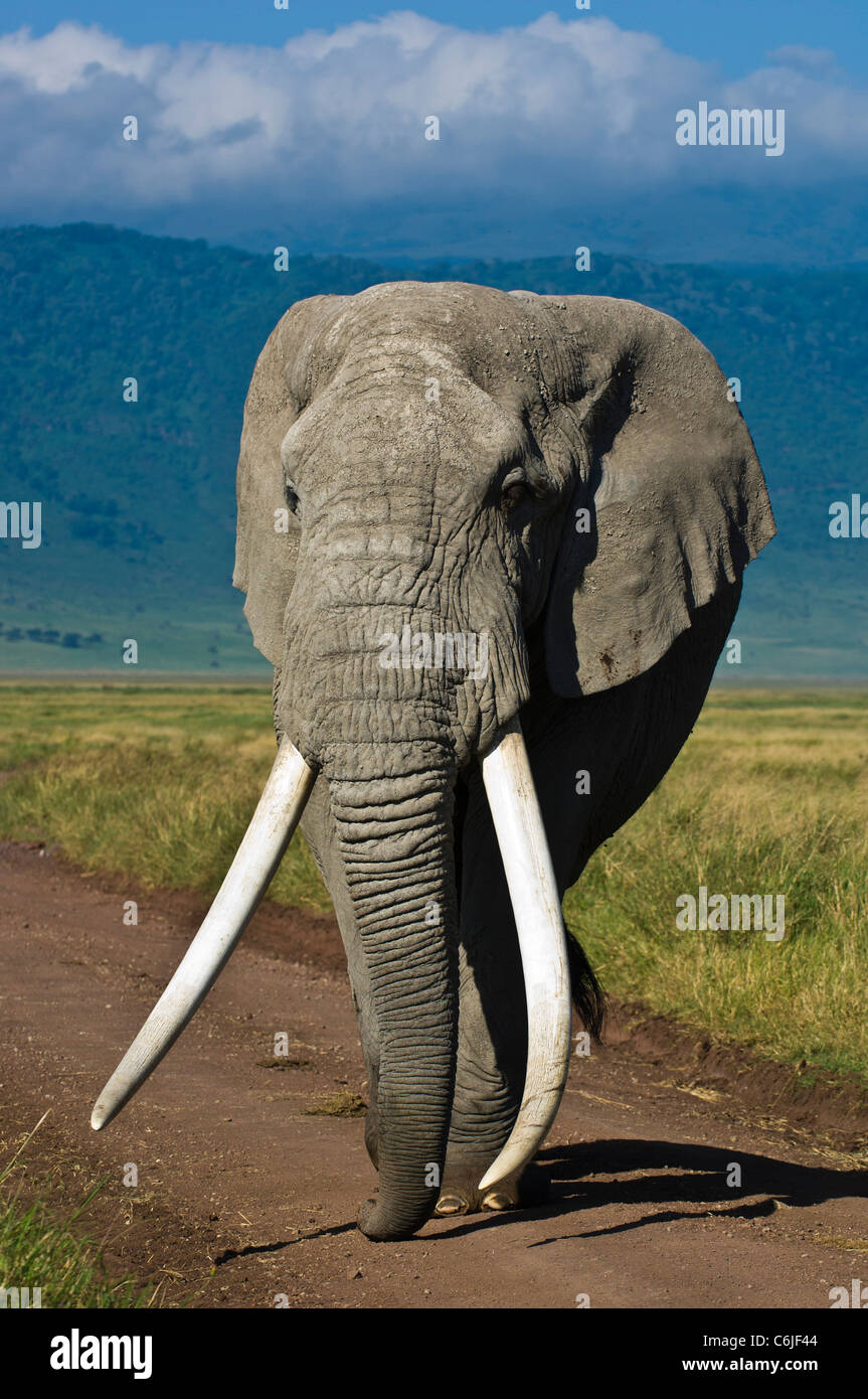 African Bush Elephant Bull