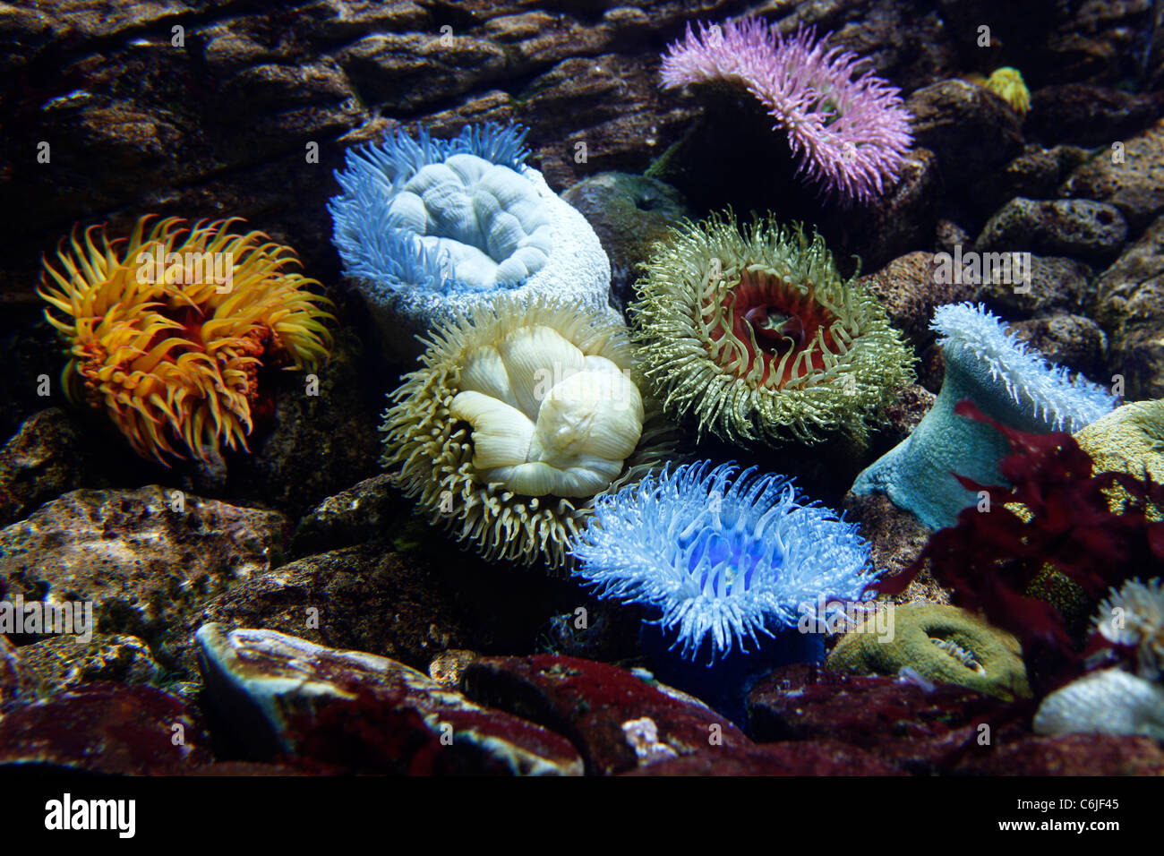 Colourful sea anemones. Stock Photo