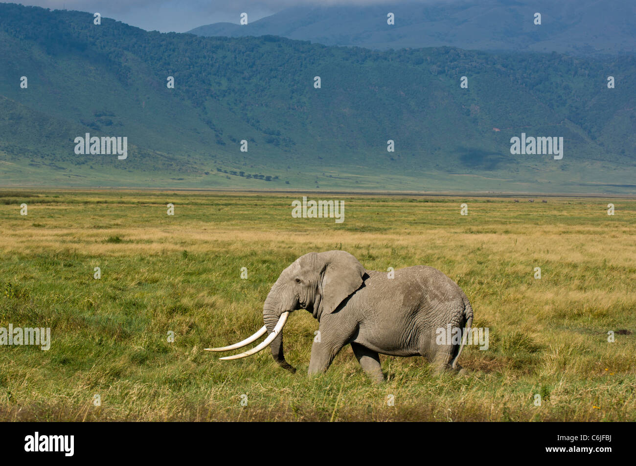 A big tusker African elephant bull, (Loxodonta africana) strides through the grasslands Stock Photo