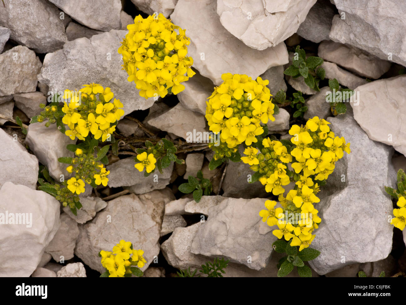 Wulfen's Alyssum, Alyssum wulfenianum on limestone scree, Julian Alps, Slovenia. Stock Photo