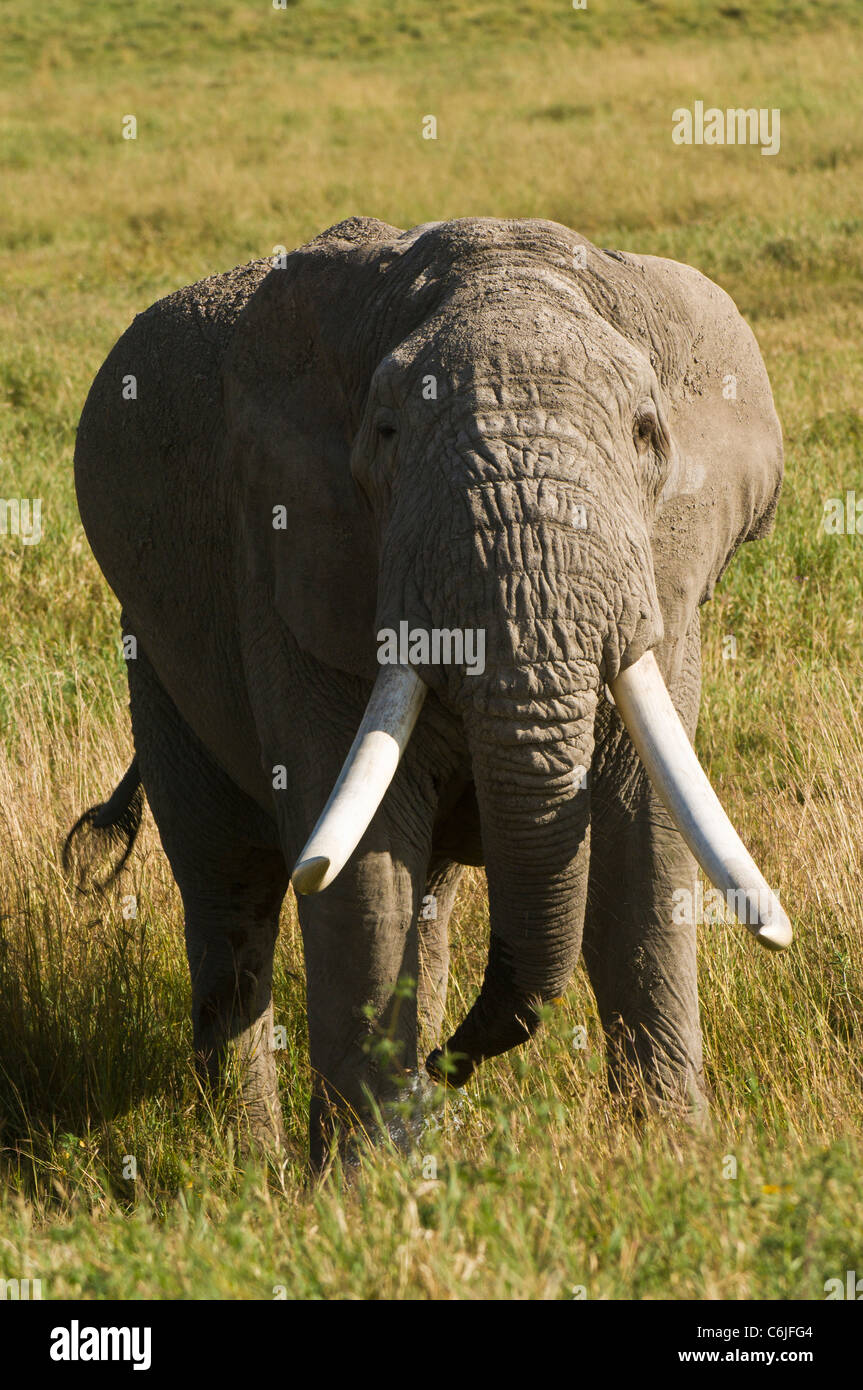 A big tusker African elephant bull, (Loxodonta africana) strides through the grasslands Stock Photo