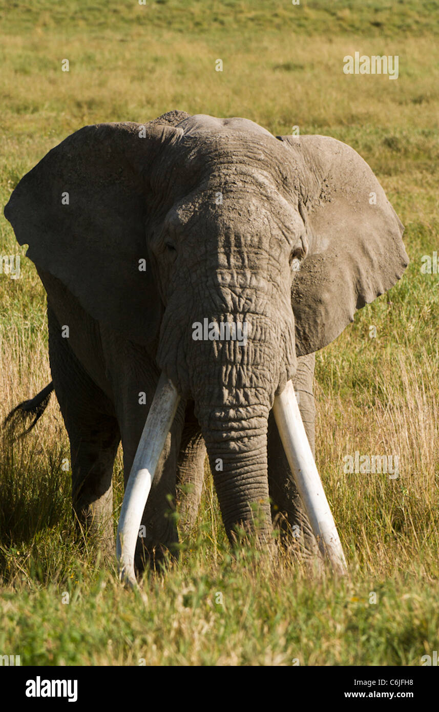 An African elephant (Loxodonta africana) feeding in lush green grass Stock Photo