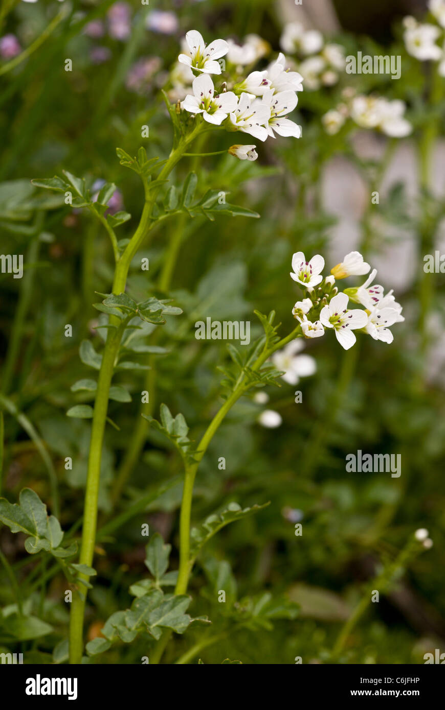 Large Bitter-cress, Cardamine amara in flower, in damp flushed area; Slovenia. Stock Photo